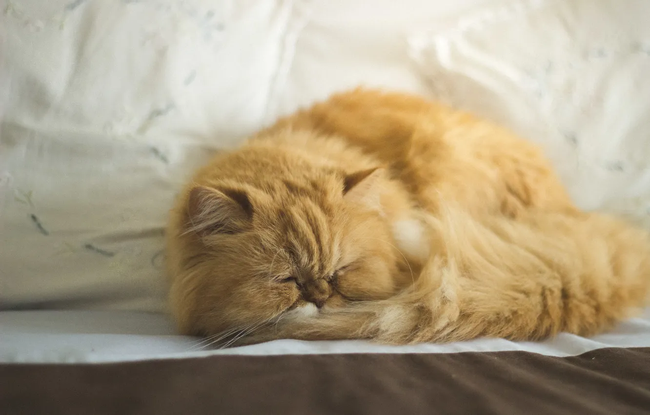 Photo wallpaper cat, pers, red, Persian