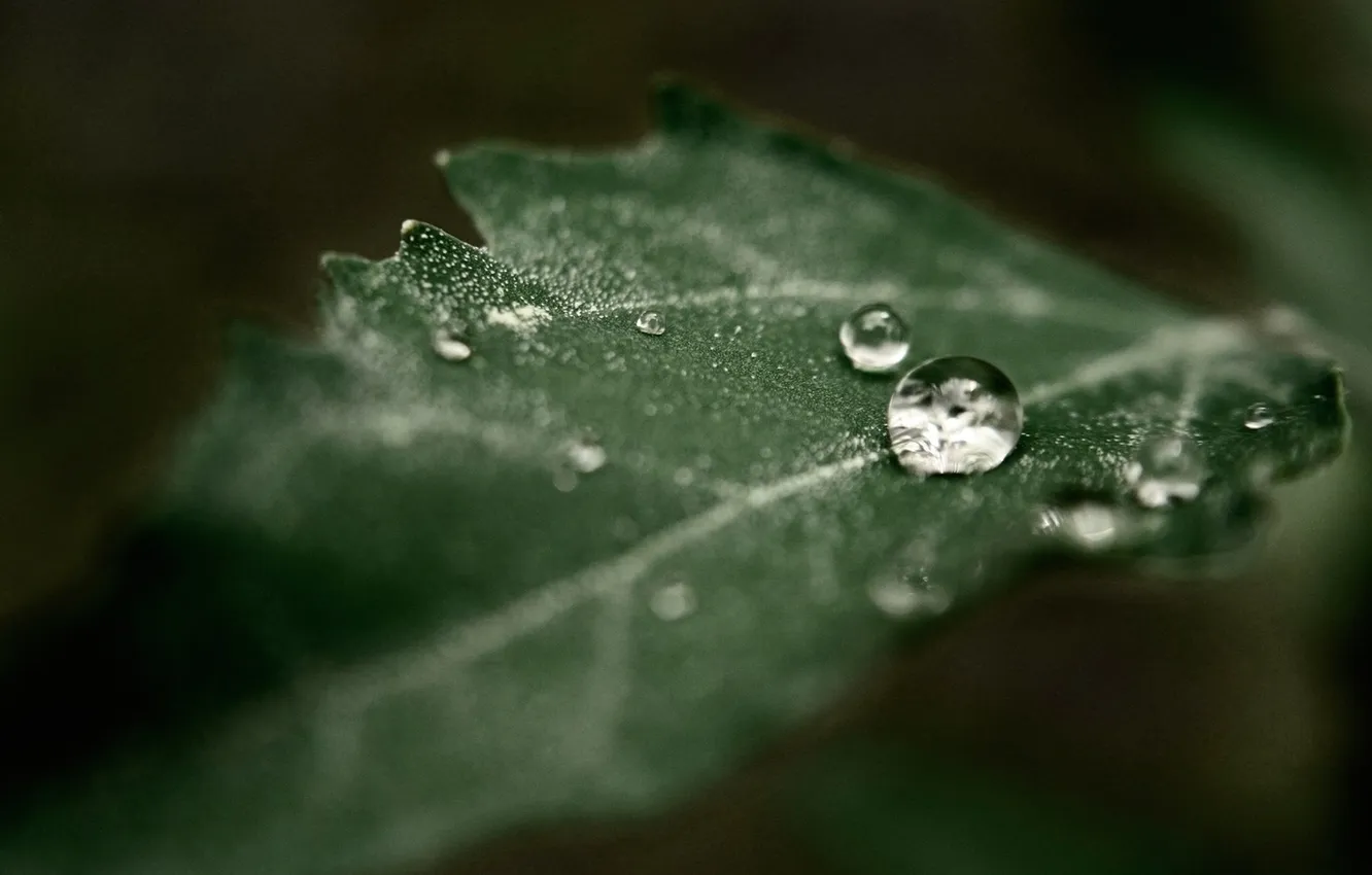 Photo wallpaper leaves, drops, macro, green, Rosa, leaf