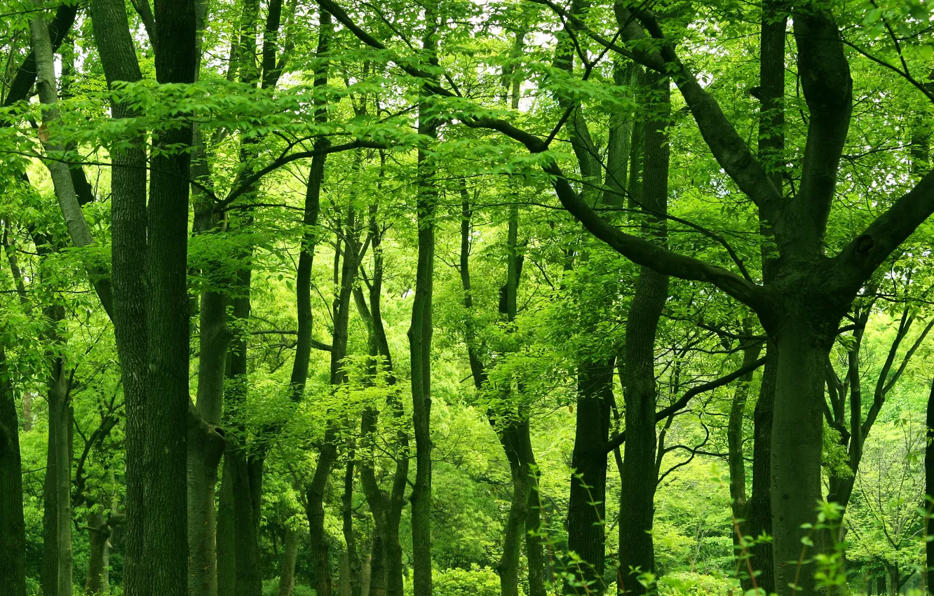 Photo wallpaper greens, forest, leaves, trees, nature, green, foliage, plant