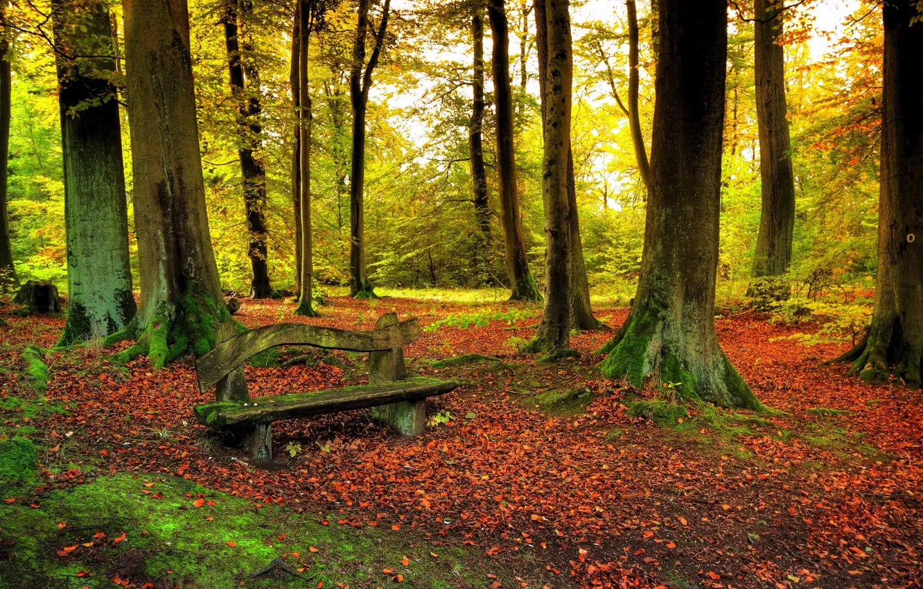 Photo wallpaper autumn, forest, leaves, trees, nature, bench