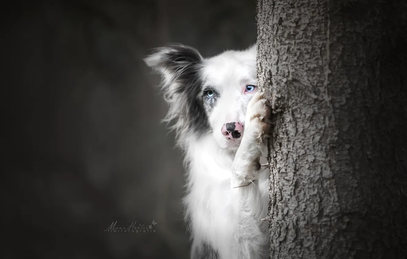 Photo wallpaper face, background, tree, paw, dog, The border collie