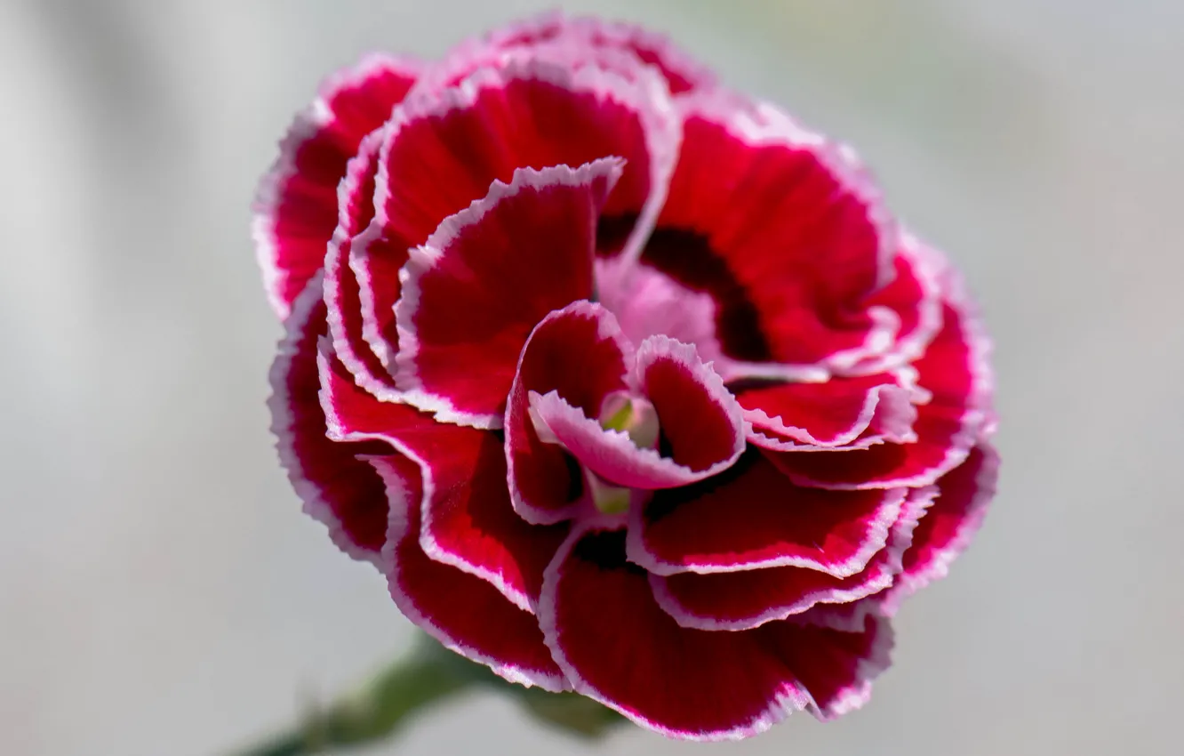 Photo wallpaper flowers, petals, clove