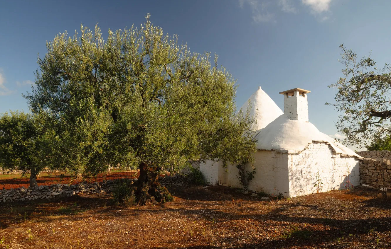 Photo wallpaper house, Italy, Alberobello, the olive tree