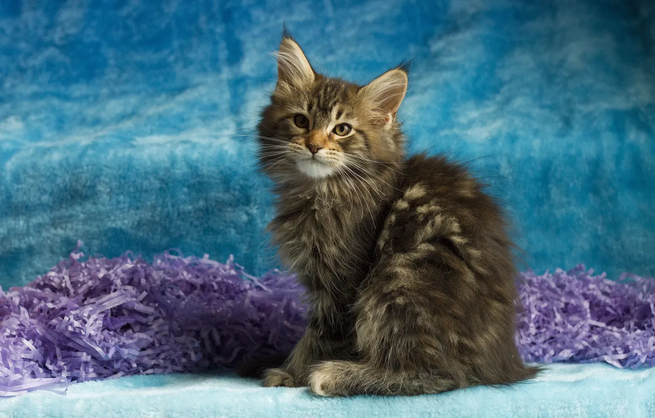 Photo wallpaper cat, look, pose, kitty, grey, muzzle, sitting, striped
