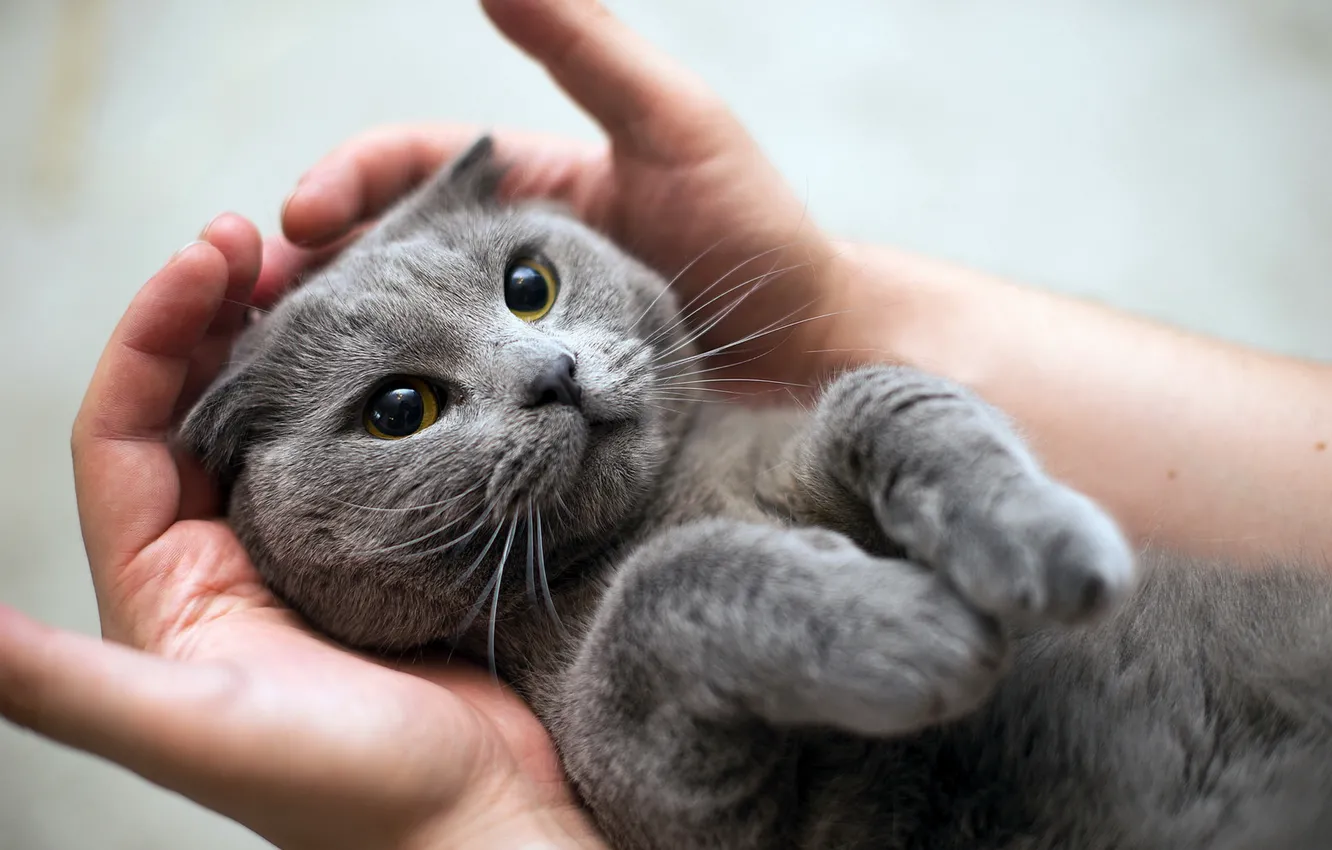 Photo wallpaper cat, look, hands