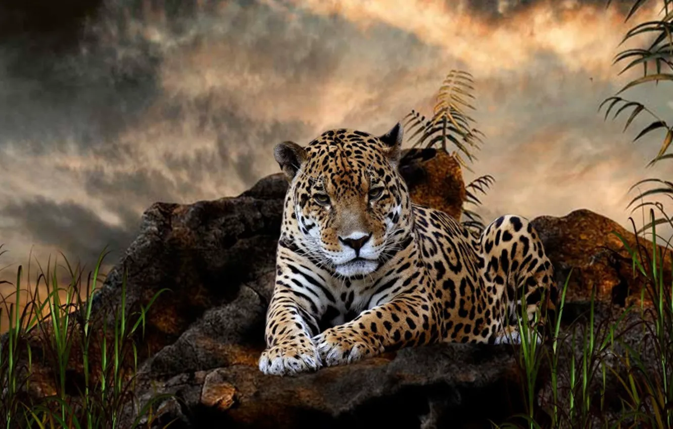 Photo wallpaper leopard, cat, animal, Africa, wildlife