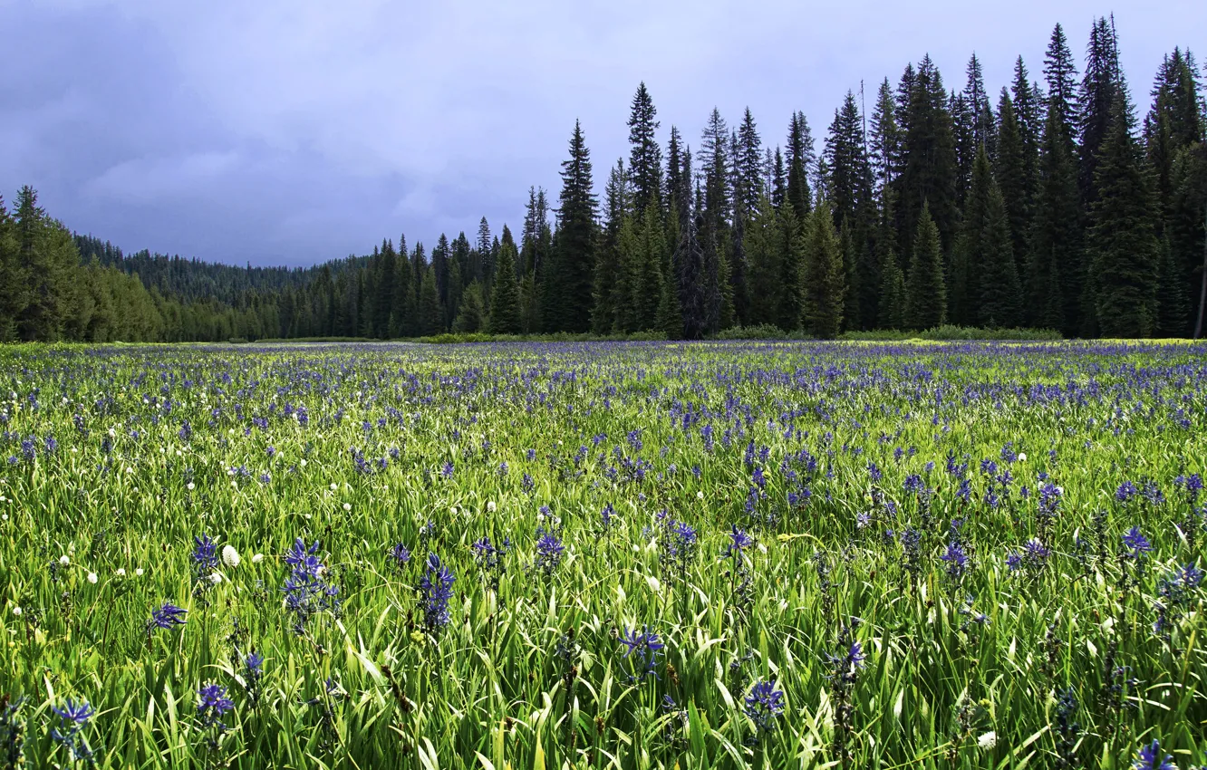 Photo wallpaper greens, field, forest, summer, the sky, grass, clouds, flowers
