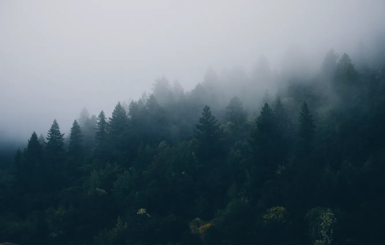 Photo wallpaper trees, fog, height, spruce, Forest, coniferous forest
