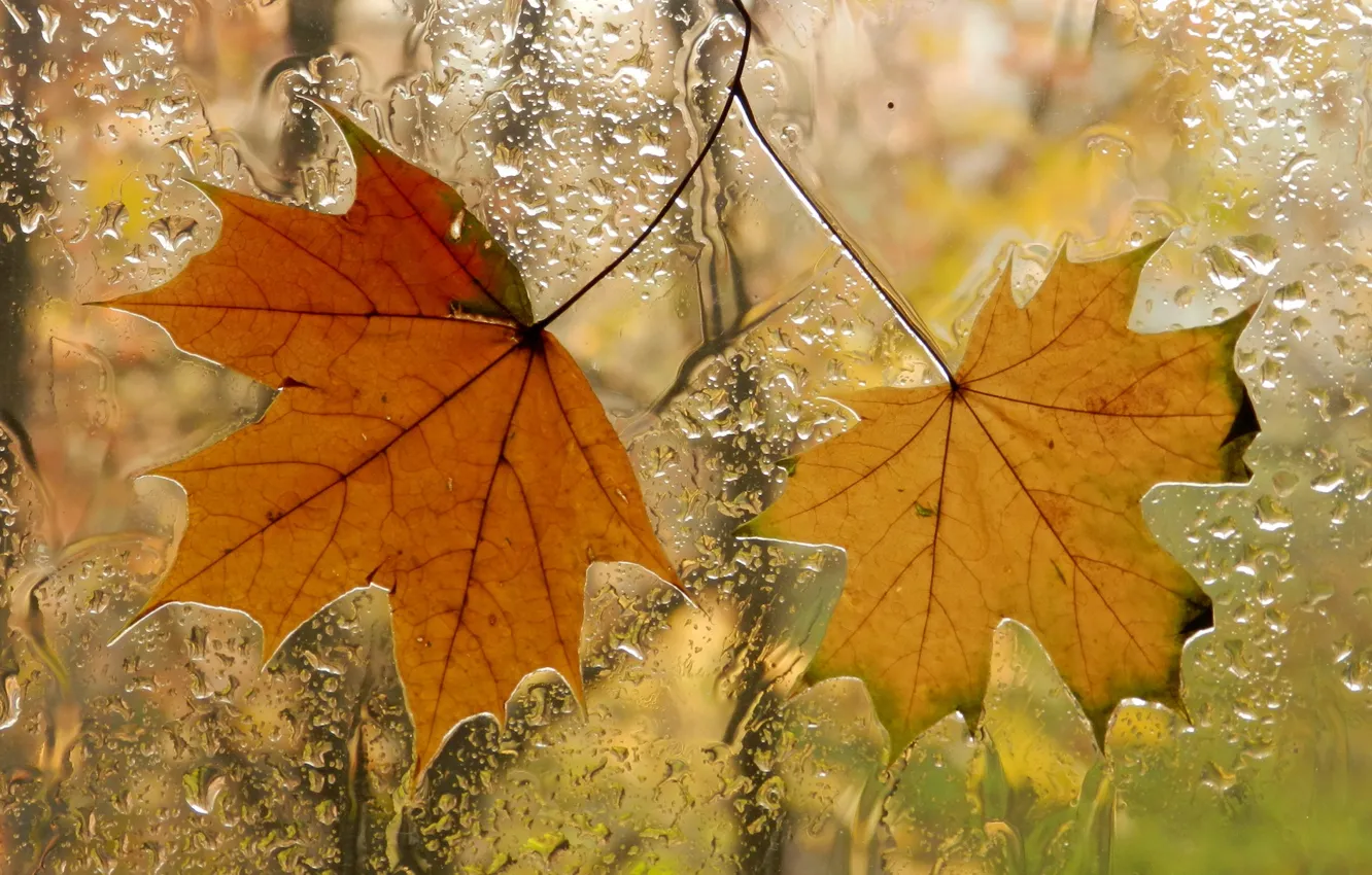 Photo wallpaper autumn, leaves, window