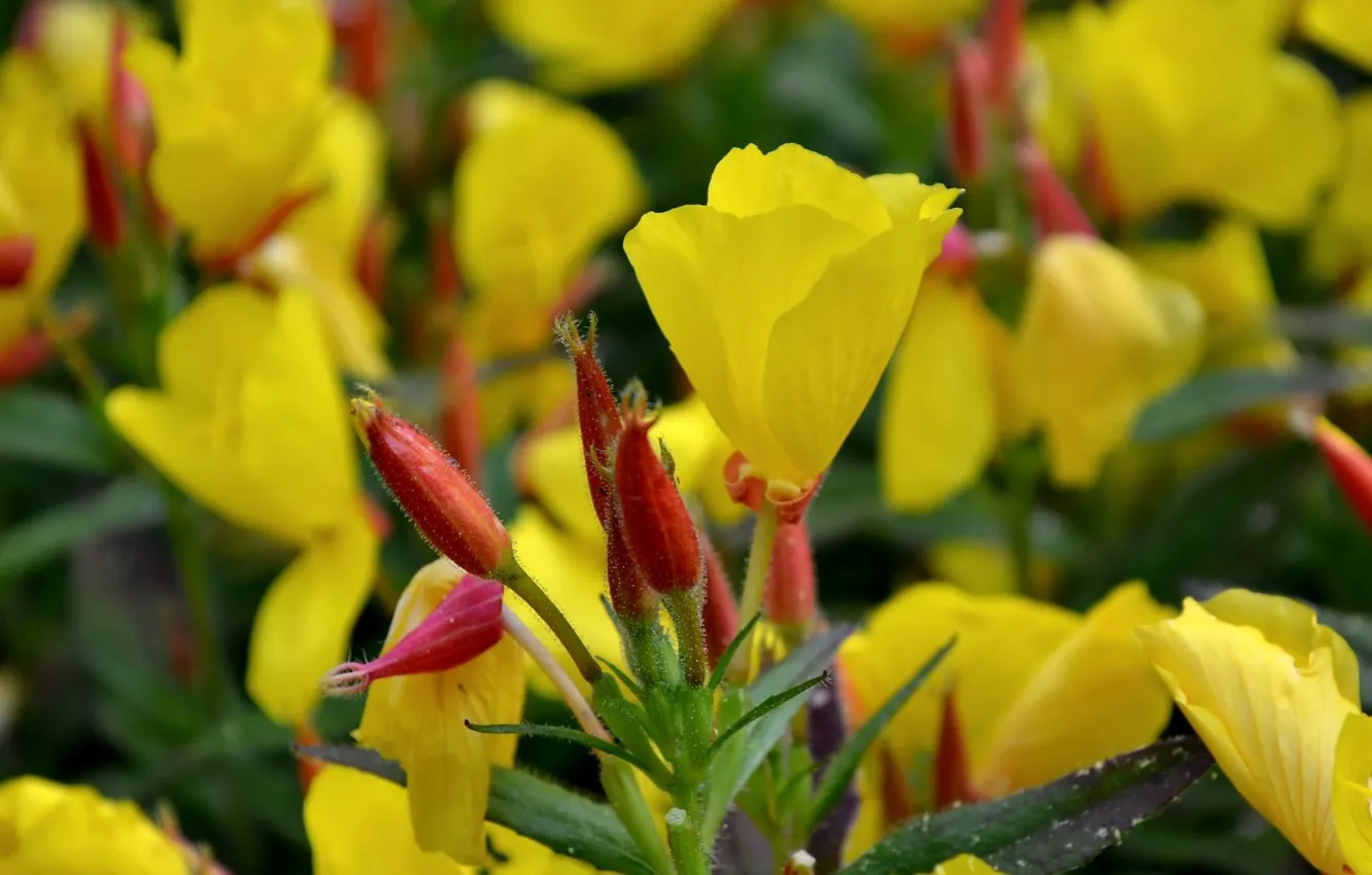Photo wallpaper macro, flowerbed, yellow flowers