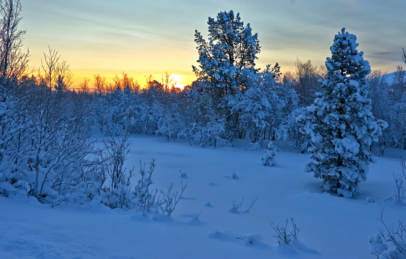 Photo wallpaper winter, snow, trees, sunset, Norway, the bushes, Norway, Hedmark County