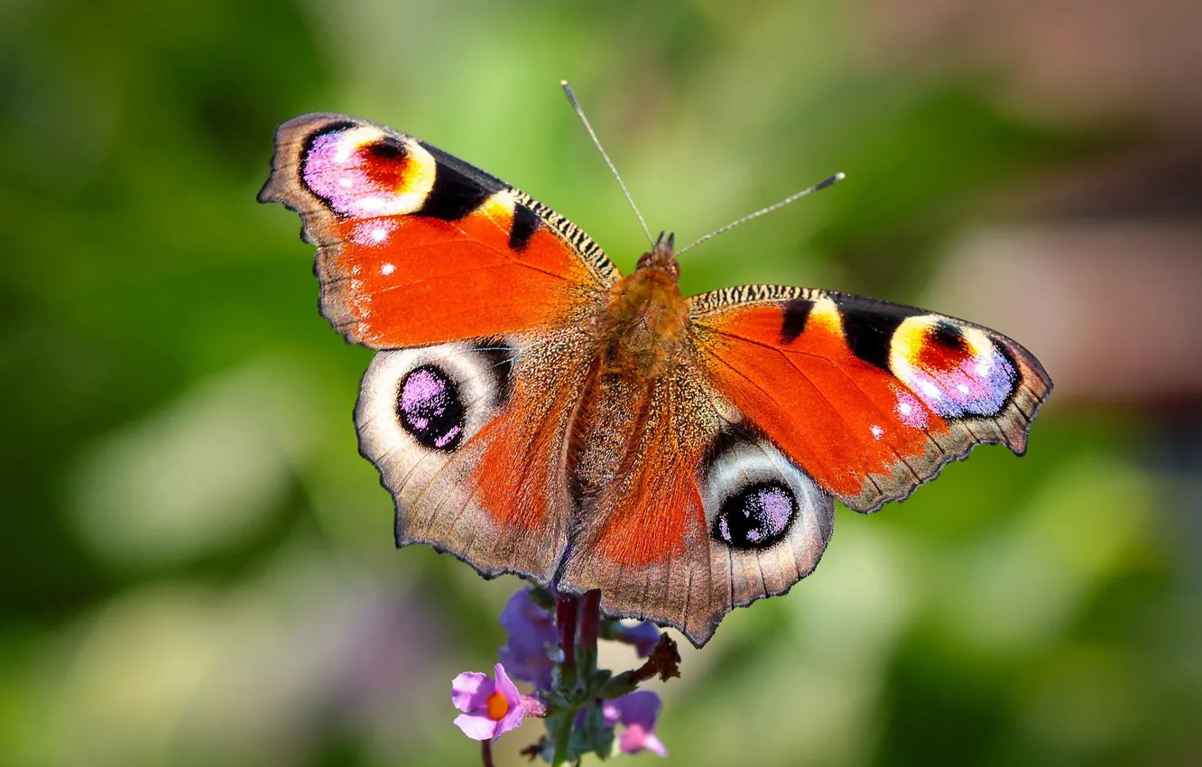 Photo wallpaper flower, macro, butterfly, Peacock