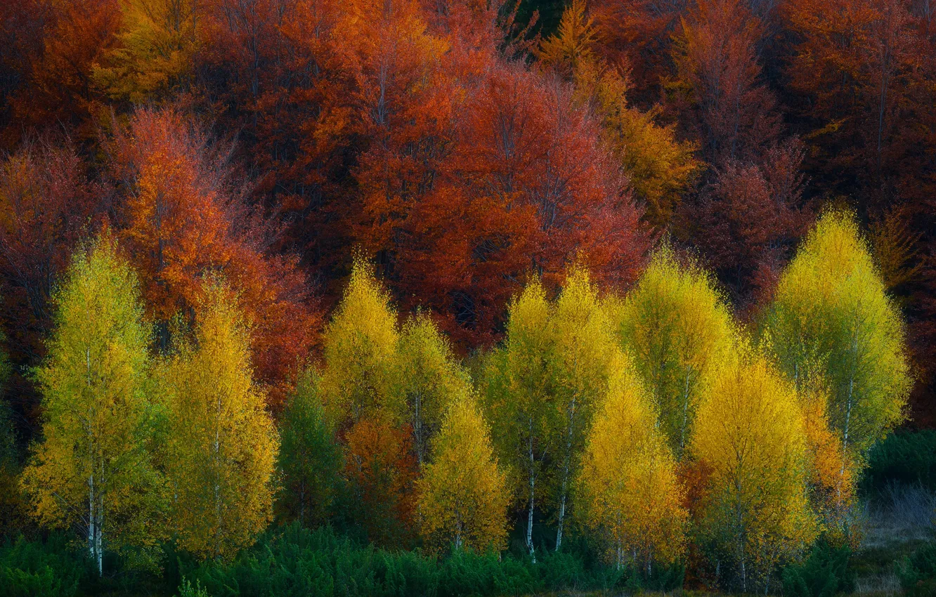 Photo wallpaper autumn, forest, trees, nature