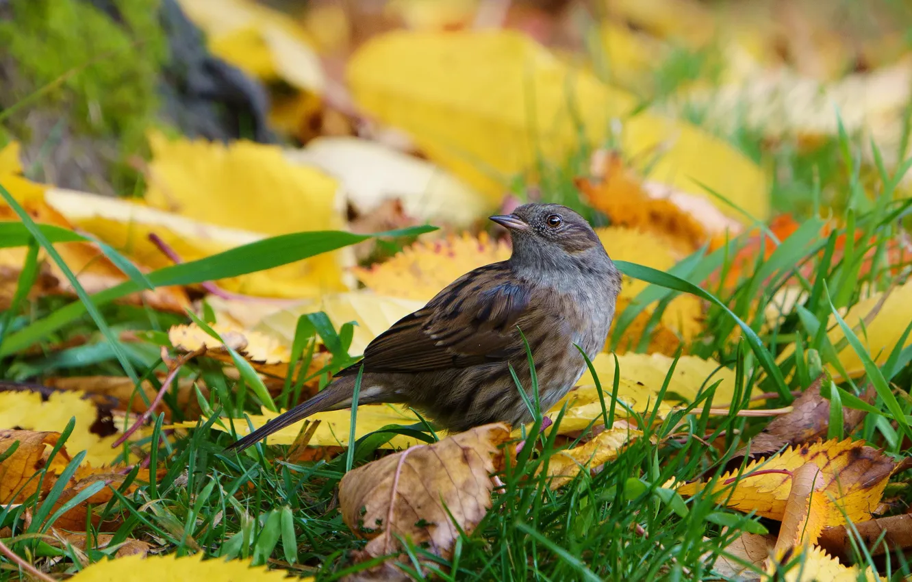 Photo wallpaper autumn, leaves, bird, autumn leaves