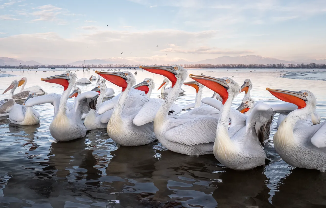 Photo wallpaper clouds, bird, pack, pond, a lot, Pelican