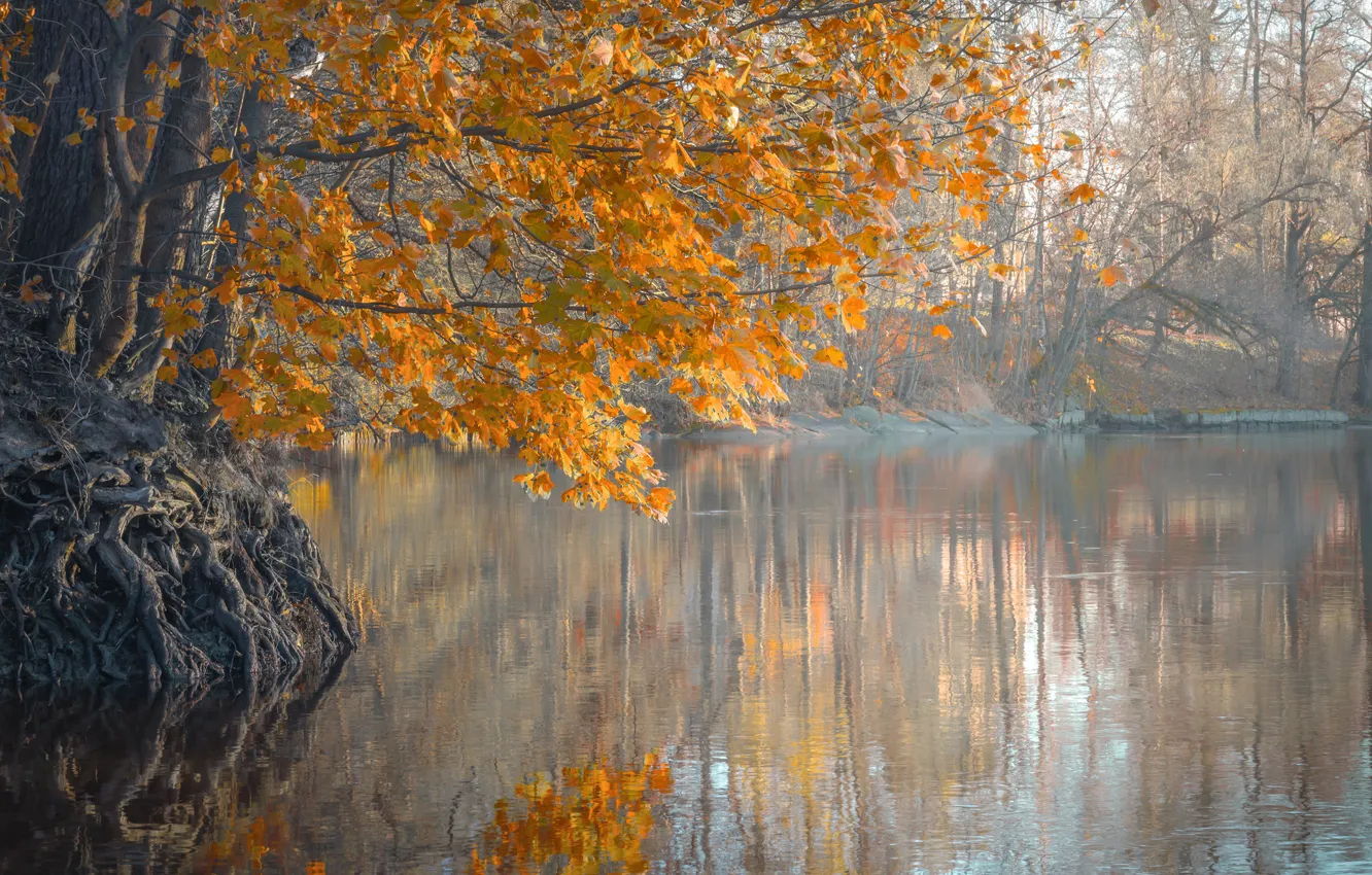 Photo wallpaper autumn, leaves, trees, fog, river, morning
