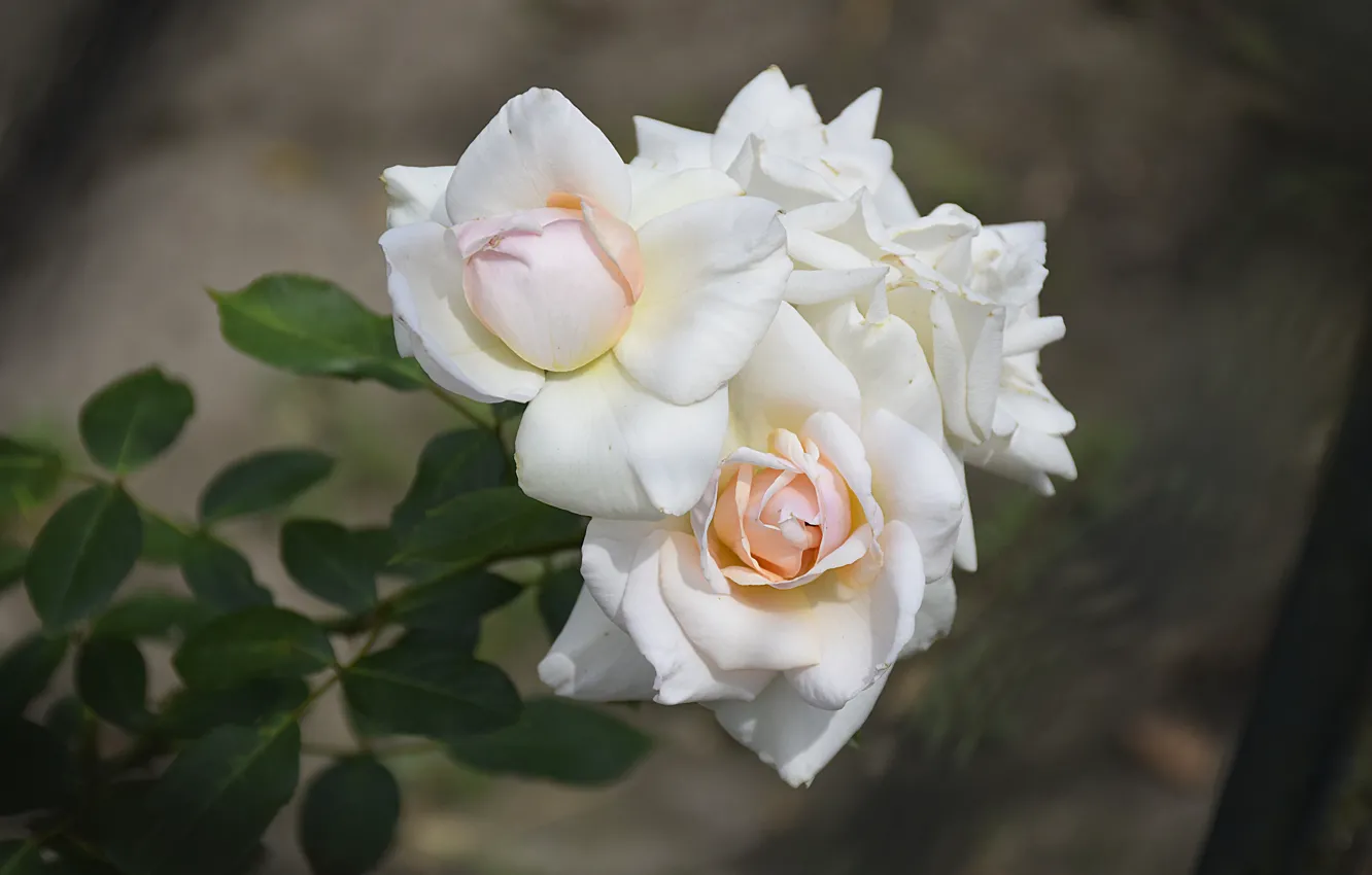 Photo wallpaper Roses, Roses, White roses, White roses