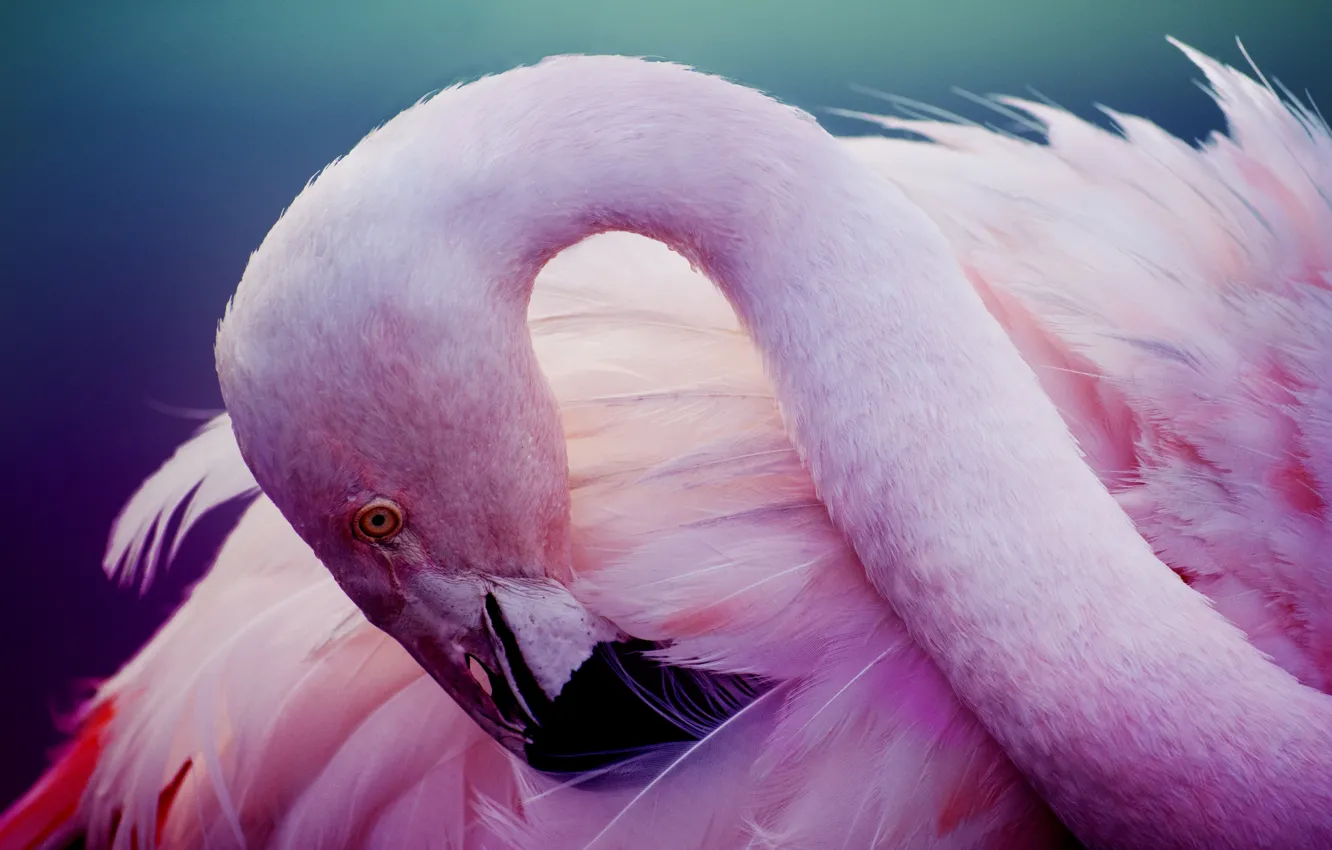 Photo wallpaper pink, bird, feathers, Flamingo, neck, pink flamingos