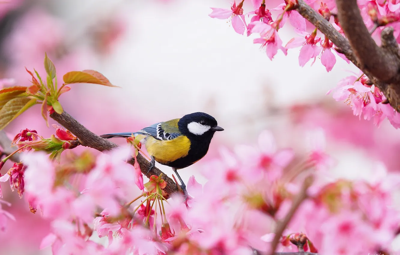 Photo wallpaper bird, Sakura, tit