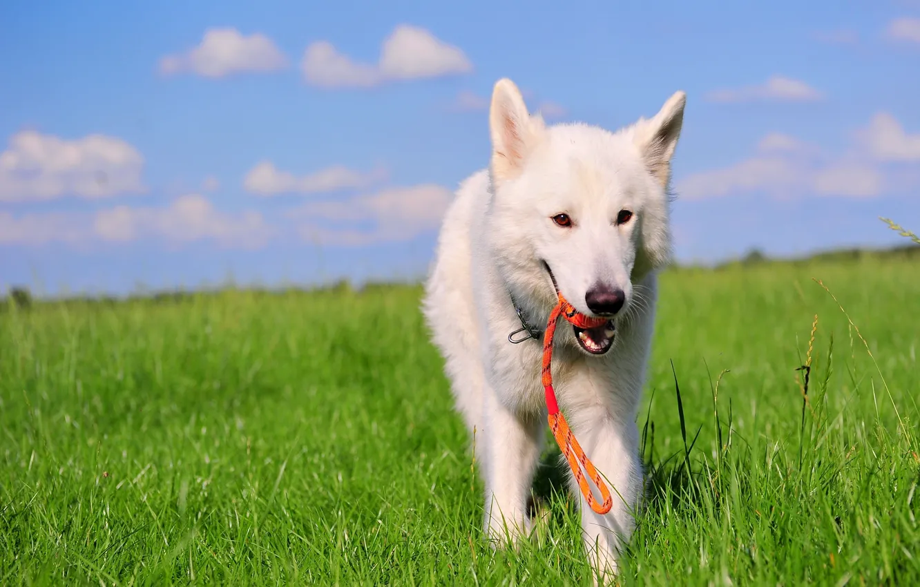 Photo wallpaper field, dog, the white Swiss shepherd dog, BSO