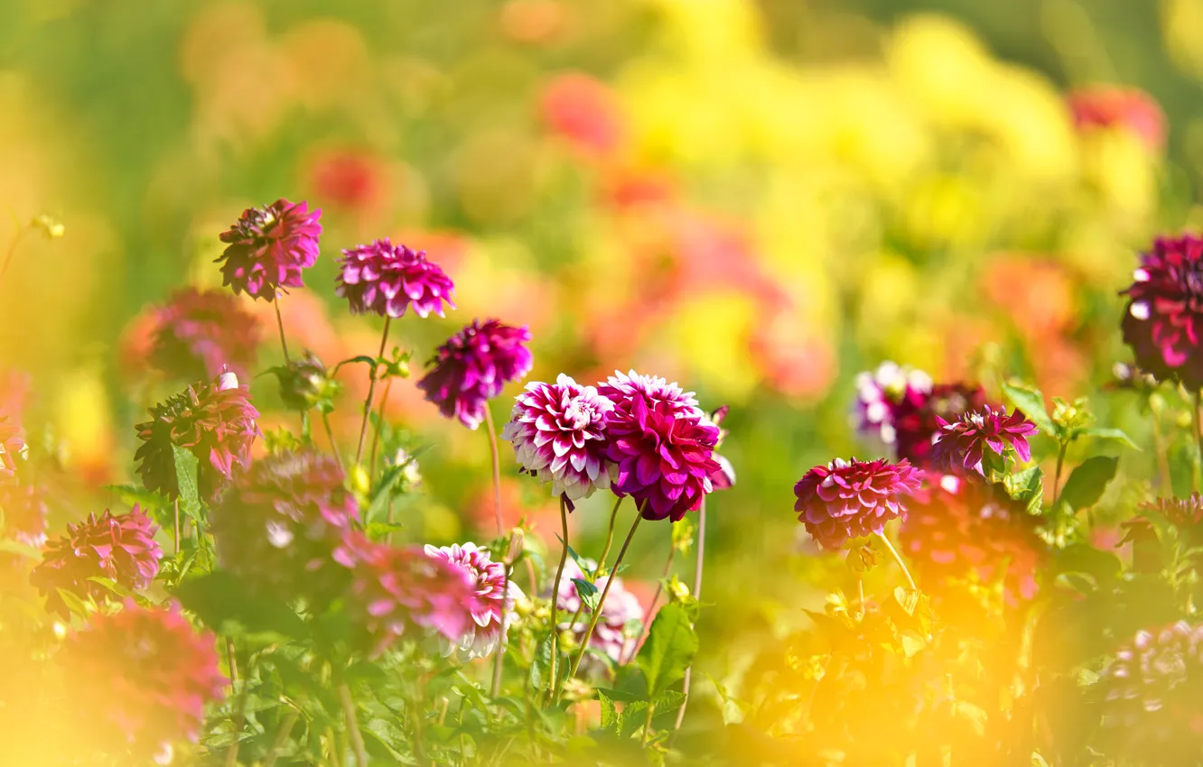 Photo wallpaper flowers, garden, flowerbed, bokeh, dahlias
