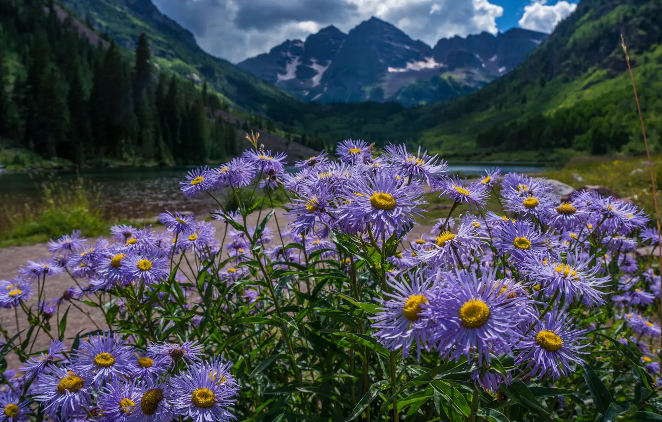 Photo wallpaper forest, flowers, mountains, nature, wild, field, lilac, asters