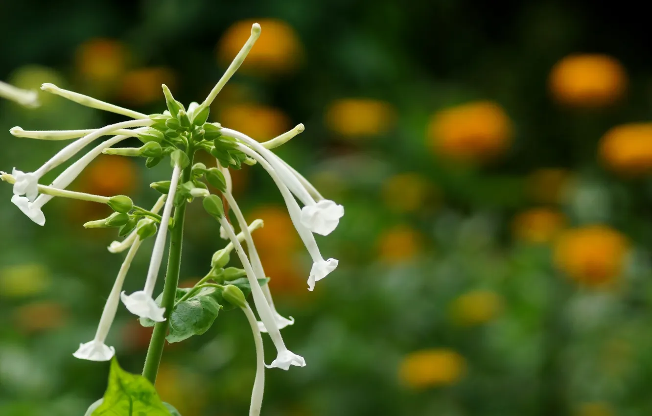 Photo wallpaper greens, white, macro, flowers, tobacco forest, Nicotiana sylvestris