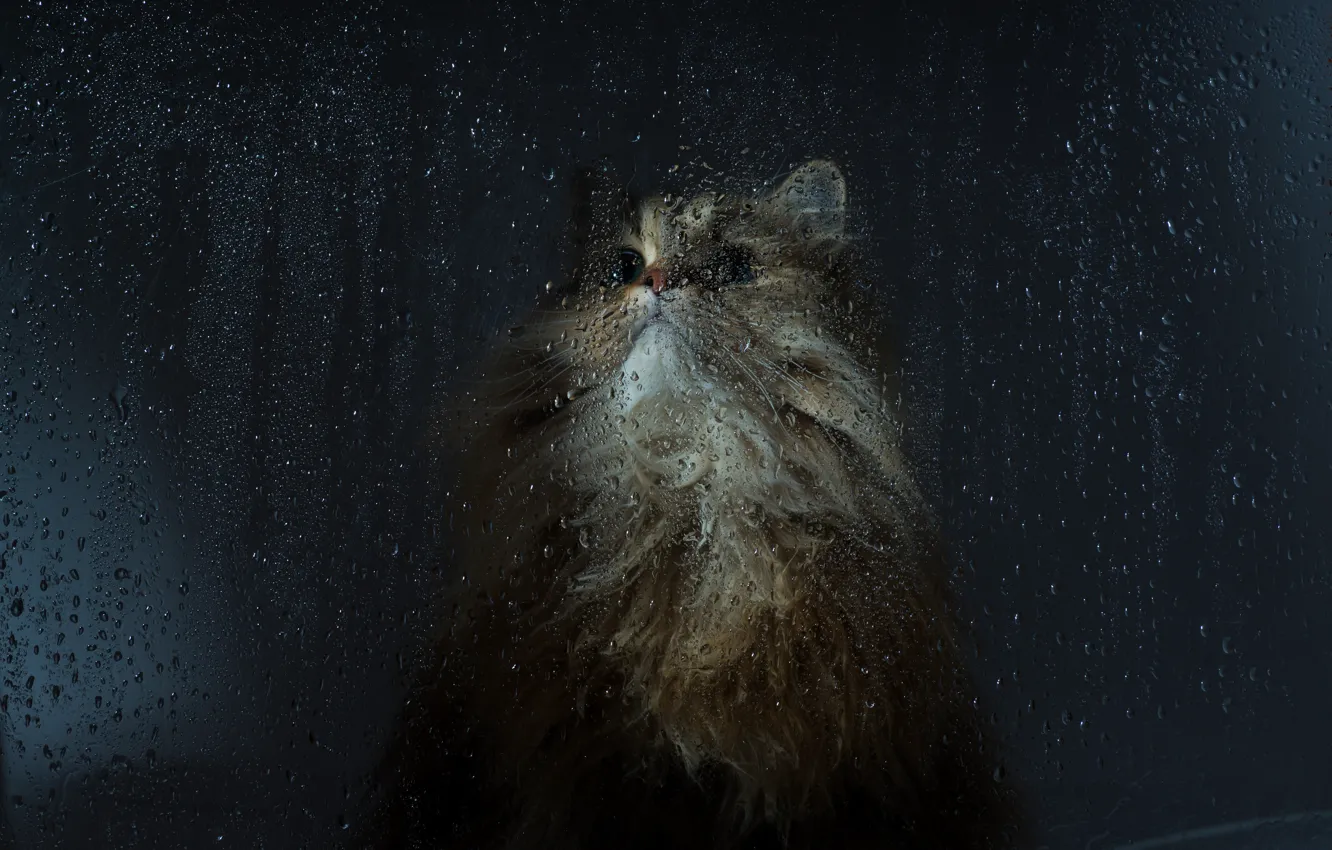 Photo wallpaper cat, glass, drops, macro, muzzle, Ben Torode, Benjamin Torode