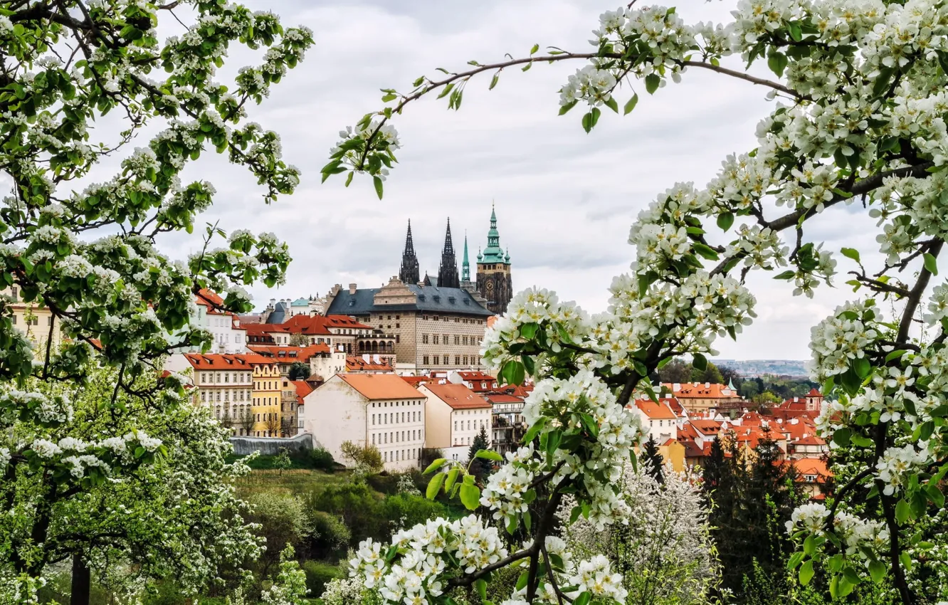 Photo wallpaper flowers, branches, the city, spring, Prague, Czech Republic