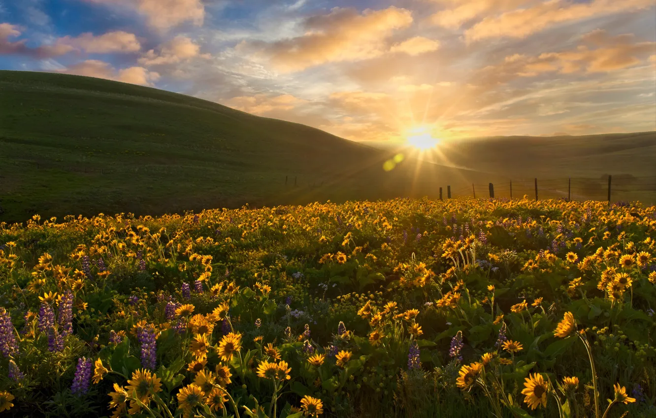 Photo wallpaper sunset, flowers, hills, meadow, Washington State, balsamorhiza, Columbia Hills State Park, Washington