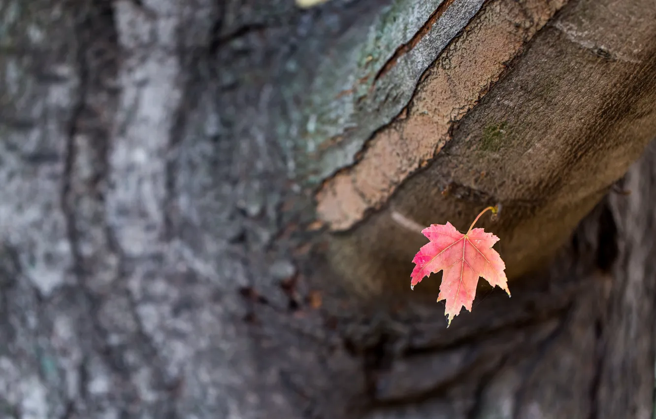 Photo wallpaper autumn, sheet, tree