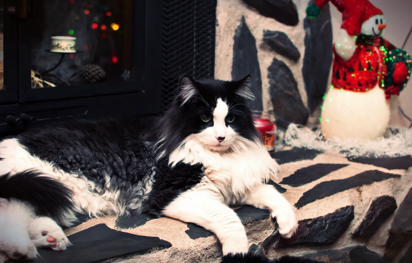 Photo wallpaper cat, cat, look, holiday, toy, new year, home, lights