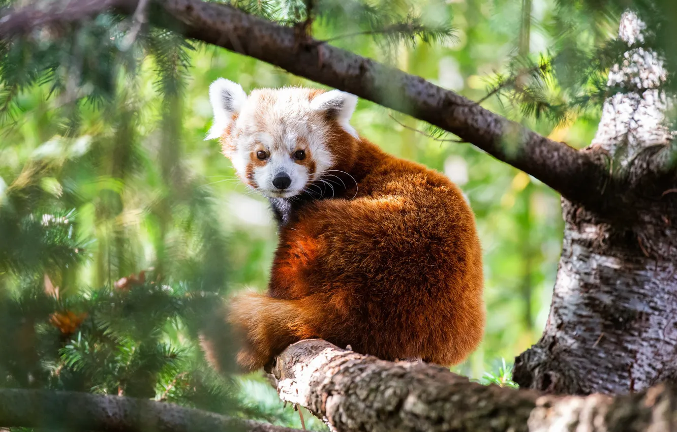 Photo wallpaper trees, branches, nature, pose, red Panda, cub, sitting, needles