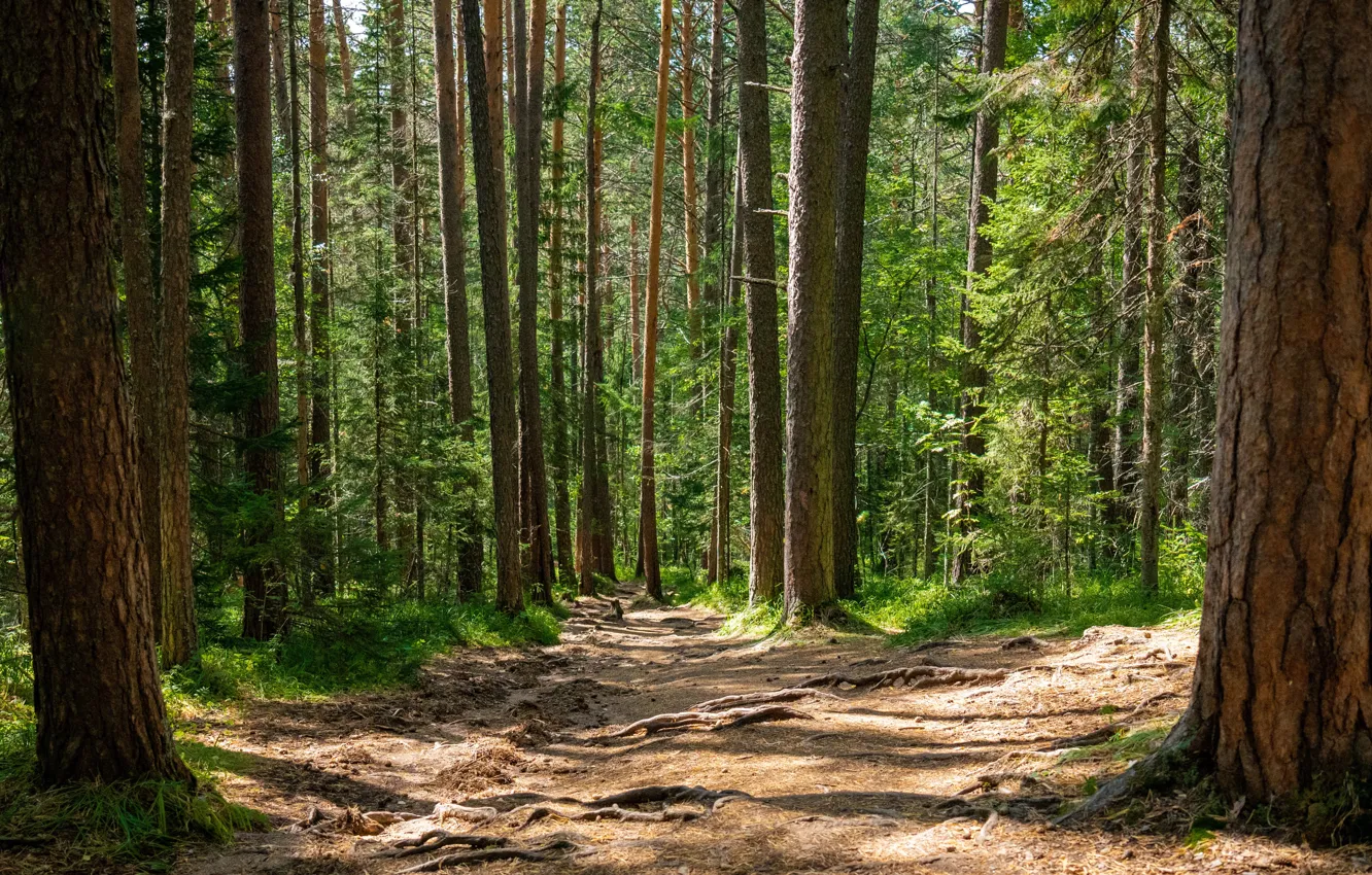 Photo wallpaper forest, summer, posts, path