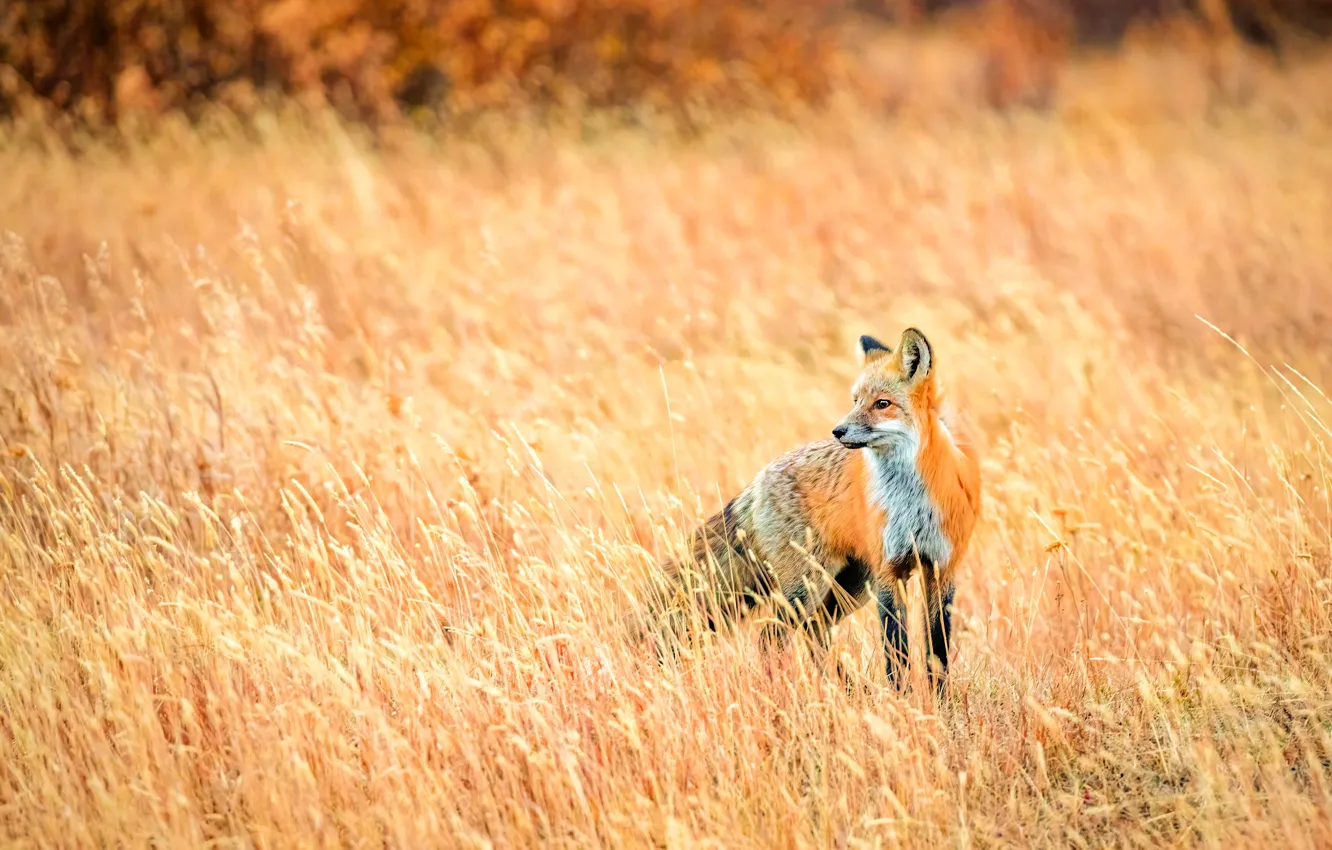 Photo wallpaper field, autumn, grass, look, pose, spikelets, meadow, Fox