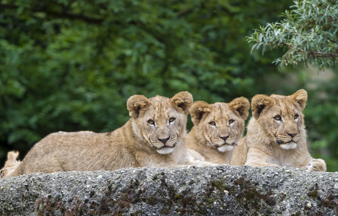 Photo wallpaper cats, stone, Leo, the cubs, Trinity, ©Tambako The Jaguar