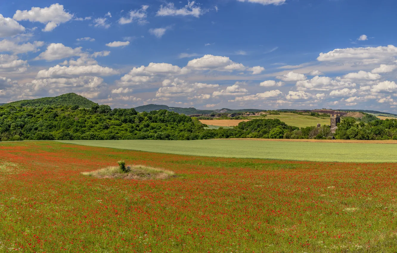 Photo wallpaper field, summer, landscape, flowers, red, nature, Maki, meadow
