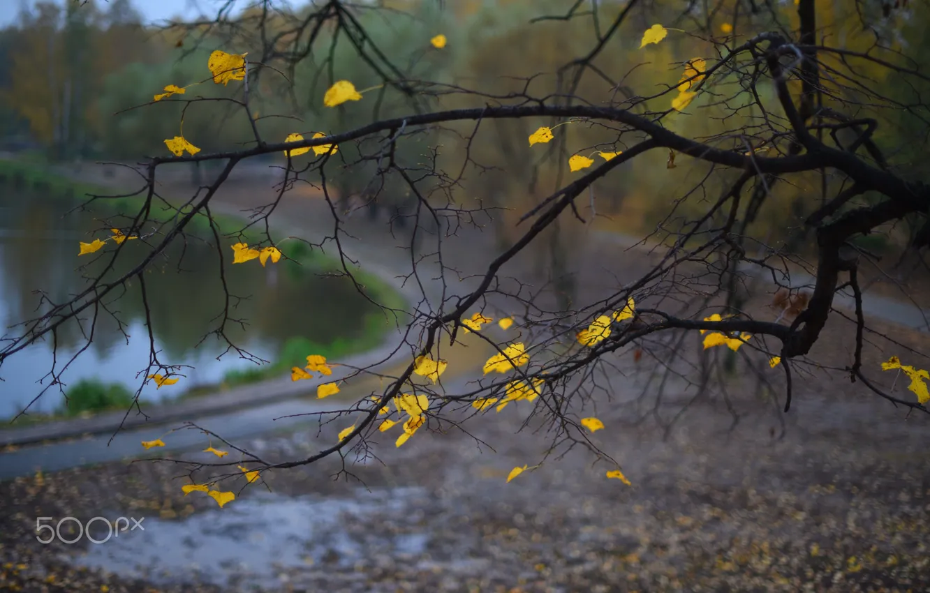 Photo wallpaper autumn, leaves, macro, nature, foliage, branch, yellow
