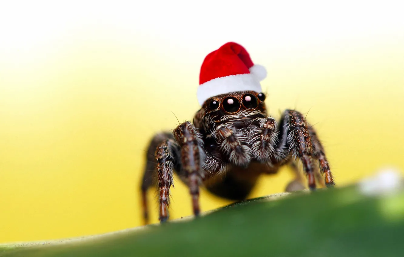 Photo wallpaper eyes, spider, Christmas hat