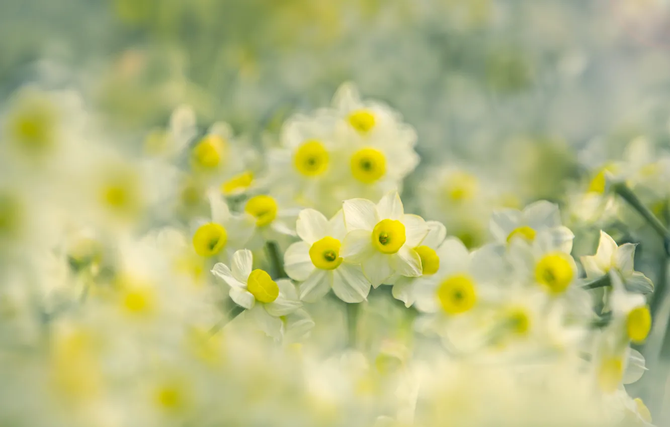 Photo wallpaper flowers, yellow, spring, daffodils, bokeh