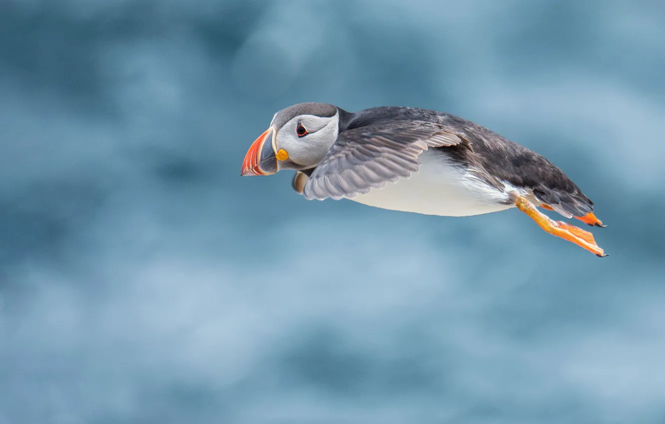Photo wallpaper the sky, flight, bird, stalled