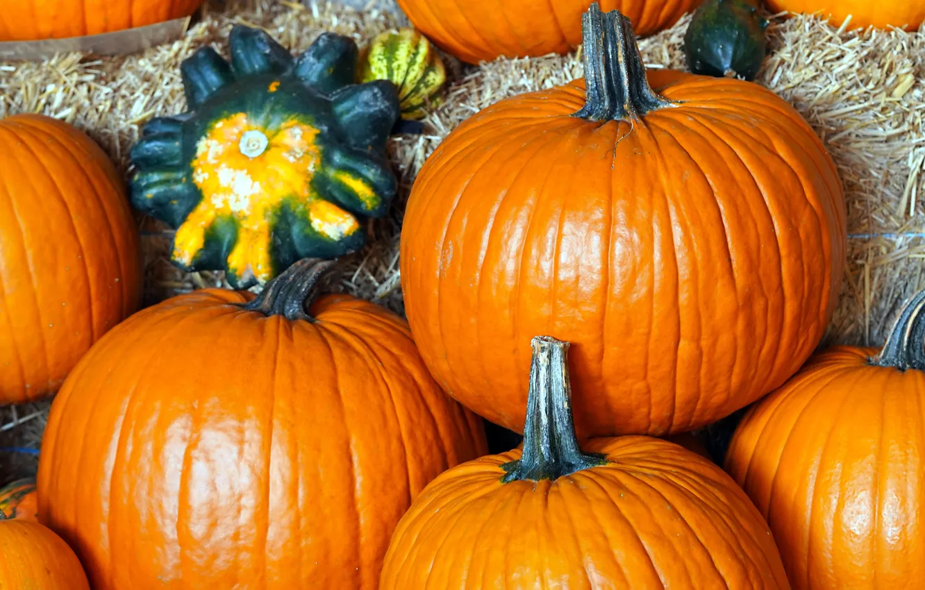 Photo wallpaper autumn, orange, close-up, bright, harvest, fruit, hay, pumpkin