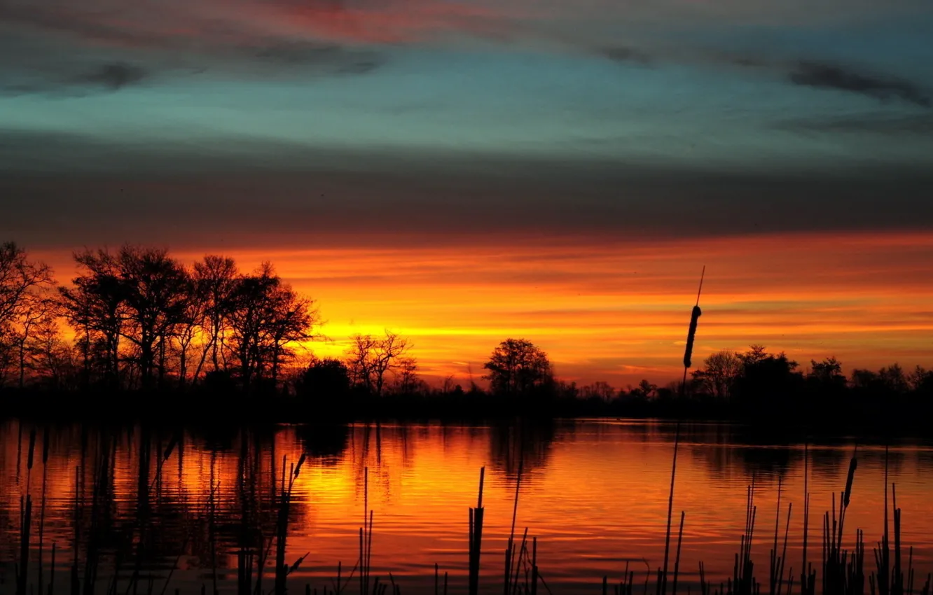 Photo wallpaper the sky, trees, sunset, lake, pond, dawn, silhouette, reed