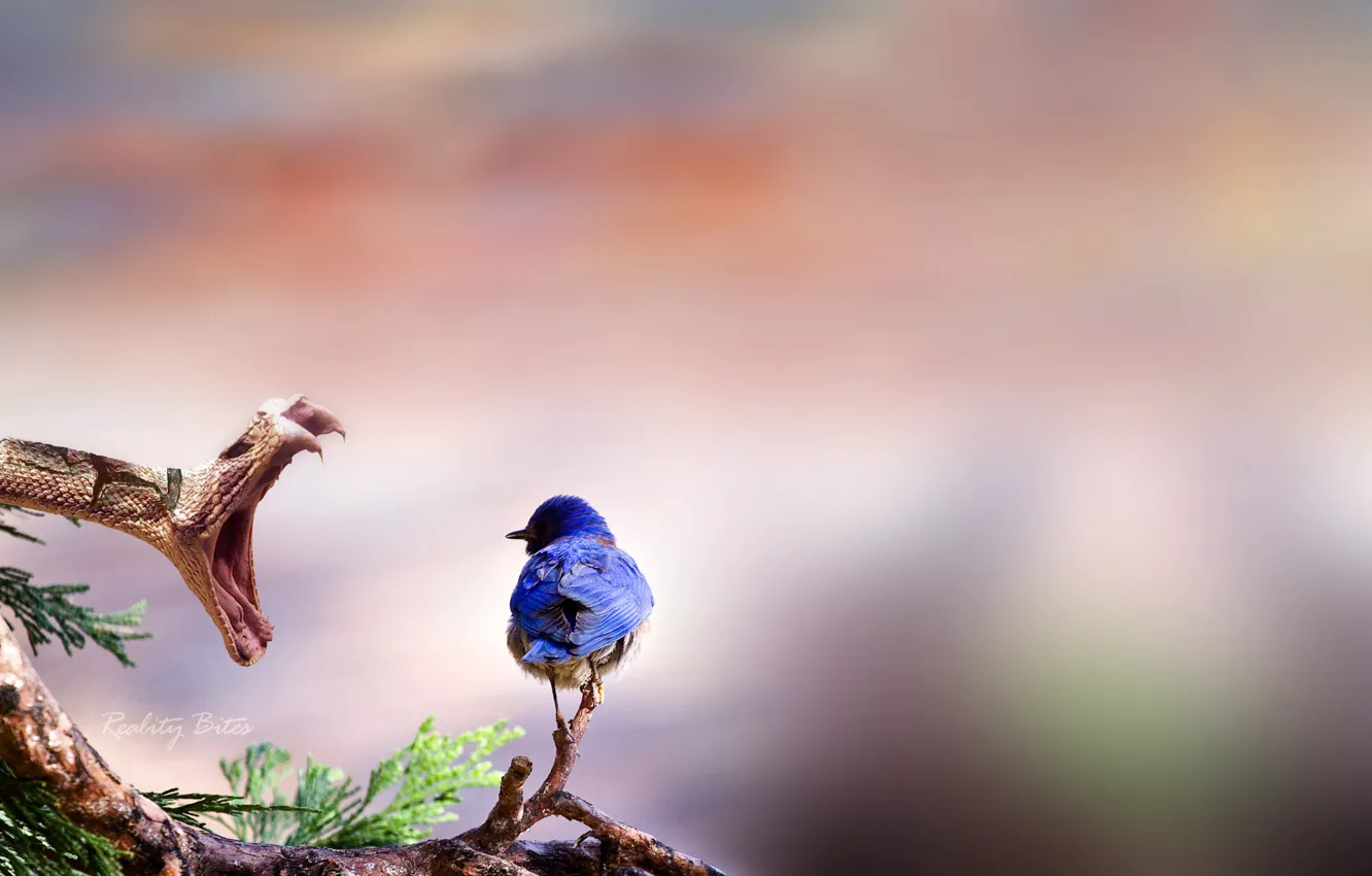 Photo wallpaper animal, bird, snake