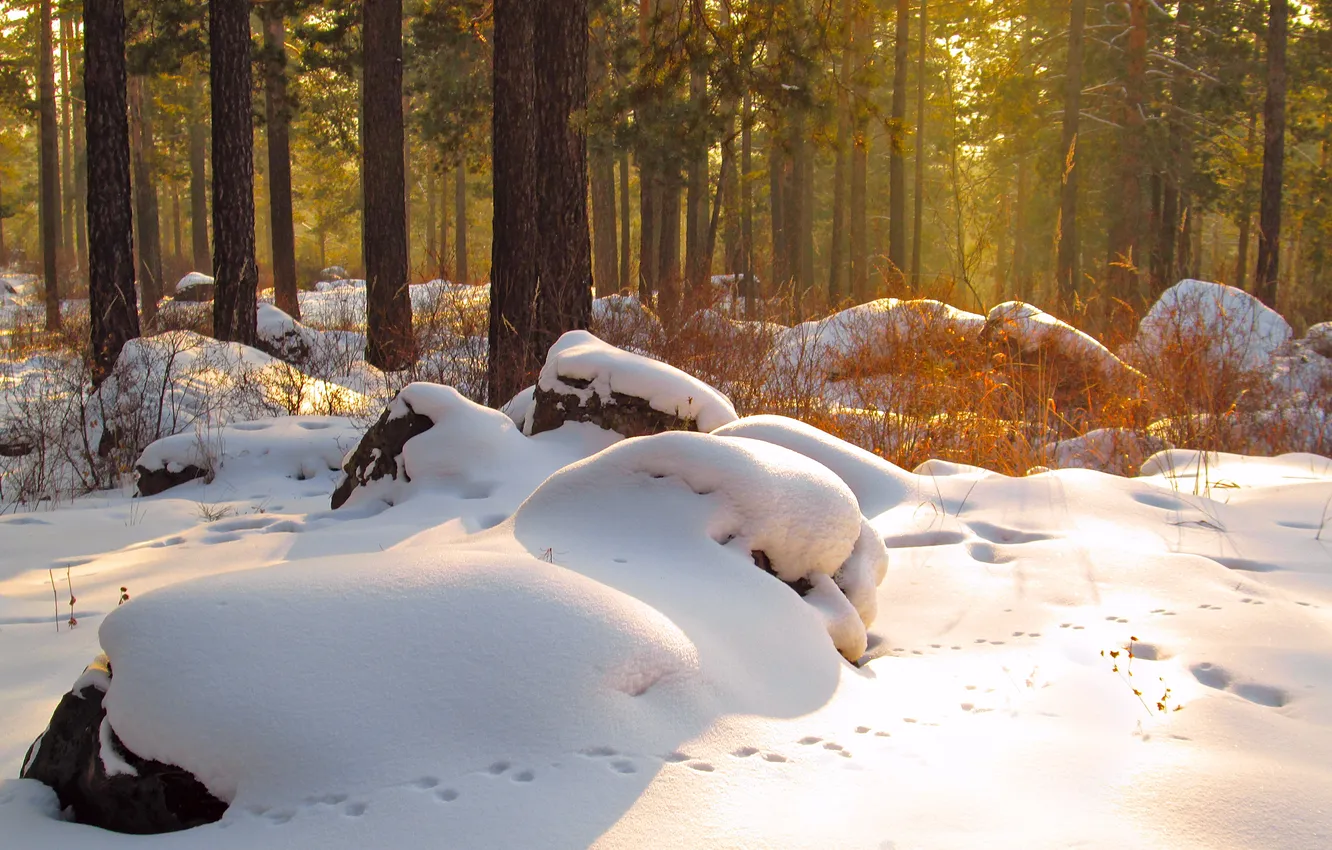 Photo wallpaper winter, forest, snow, trees, landscape, nature, drift, forest
