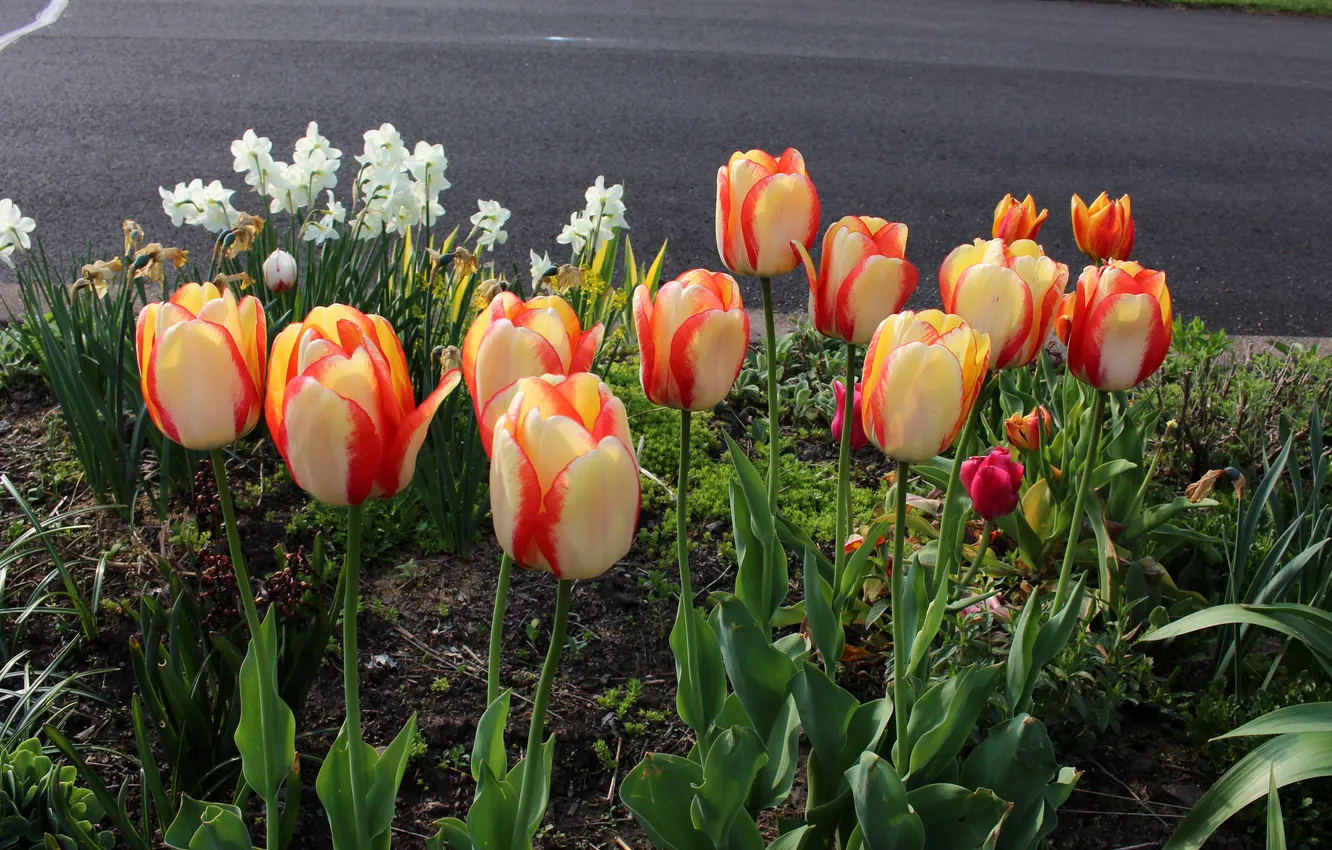 Photo wallpaper grass, flowers, tulips, flowerbed, daffodils