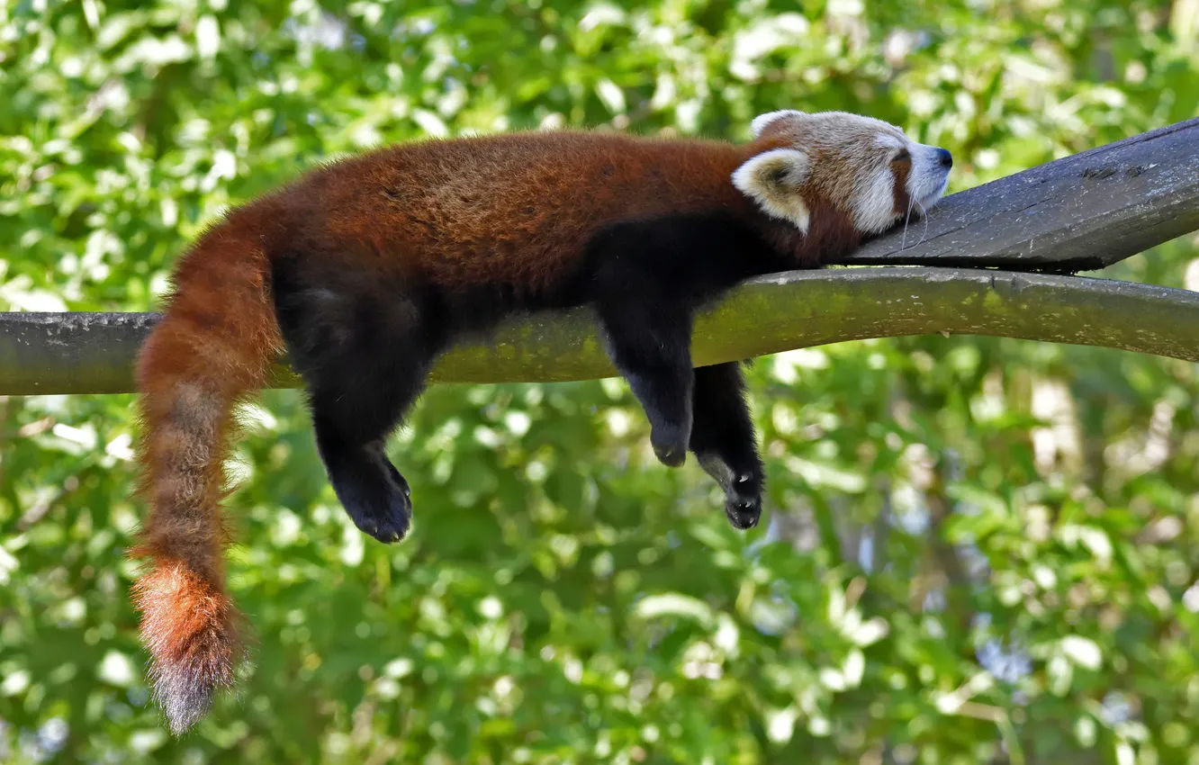 Photo wallpaper stay, sleep, profile, red Panda, firefox, red Panda