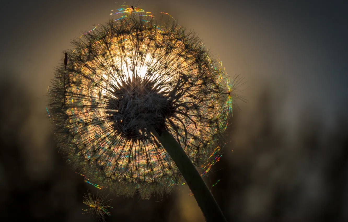 Photo wallpaper summer, flowers, nature, dandelion