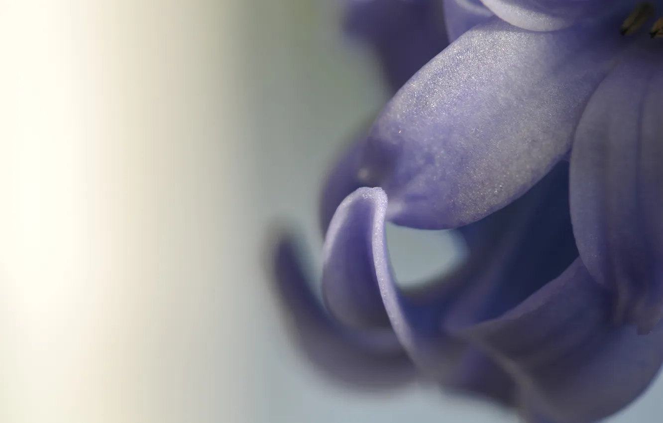Photo wallpaper flower, purple, macro, petals, flower, macro, hyacinth, hyacinth