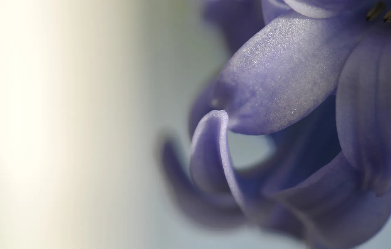 Photo wallpaper purple, macro, flowers, petals, flower, macro, hyacinths, hyacinth